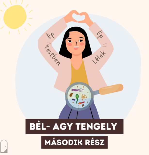 Bél-agy tengely – Második rész
